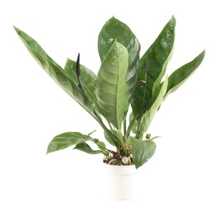 Anthurium 'Jungle King' Anthurium 'Jungle King'