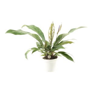 Anthurium 'Jungle Bush' Anthurium 'Jungle Bush'