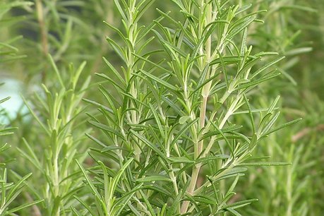 Rozemarijn 'Rosmarinus officinalis' - Bio vaste plant/kruidenplant Rozemarijn 'Rosmarinus officinalis' - Bio vaste plant/kruidenplant