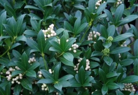 Skimmia japonica 'Kew white' 20-40 cm Skimmia japonica 'Kew white' 20-40 cm