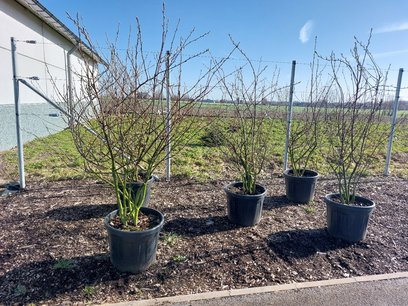 Amelanchier Lamarckii meerstammig 150-200 cm Amelanchier Lamarckii meerstammig 150-200 cm