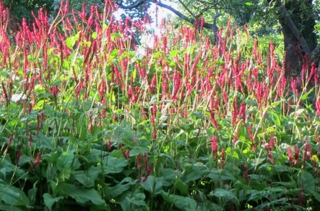 Persicaria amplexicaulis 'Speciosa' - duizendknoop / adderwortel Persicaria amplexicaulis 'Speciosa' - duizendknoop / adderwortel