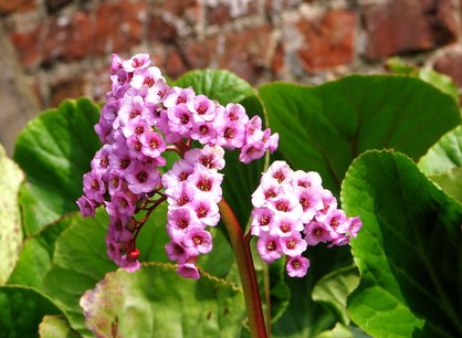 Bergenia cordifolia - schoenlappersplant - Bio vaste plant Bergenia cordifolia - schoenlappersplant - Bio vaste plant