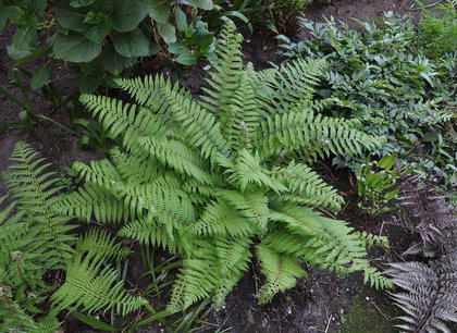Polystichum setiferum 'Congestum' - Zachte naaldvaren Polystichum setiferum 'Congestum' - Zachte naaldvaren