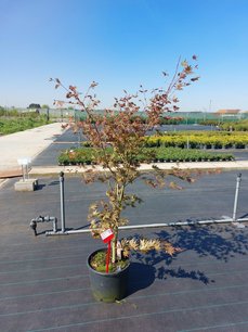 Acer palmatum 'Brown sugar' 100/125 Acer palmatum 'Brown sugar' 100/125