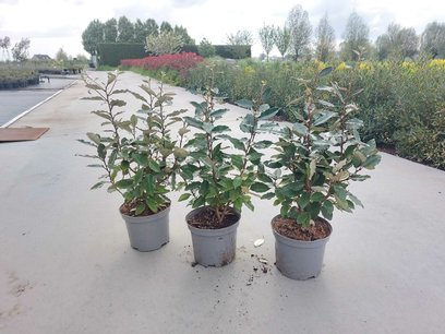 Olijfwilg 'Elaeagnus ebbingei' Compacta 40-60 cm - zilverbes Olijfwilg 'Elaeagnus ebbingei' Compacta 40-60 cm - zilverbes