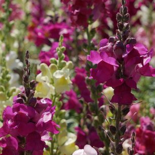 Leeuwenbek, wild 'Antirrhinum majus' - Bio bloemenzaden Leeuwenbek, wild 'Antirrhinum majus' - Bio bloemenzaden