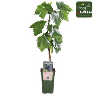 Vitis Mika - Blauwe druif - Bio fruitplant Vitis Mika - Blauwe druif - Bio fruitplant