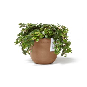 Ecopots Oslo mini 11,5 cm terracotta - planten/bloembak-pot Ecopots Oslo mini 11,5 cm terracotta - planten/bloembak-pot