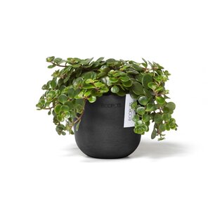 Ecopots Oslo mini 11,5 cm donker grijs - planten/bloembak-pot Ecopots Oslo mini 11,5 cm donker grijs - planten/bloembak-pot