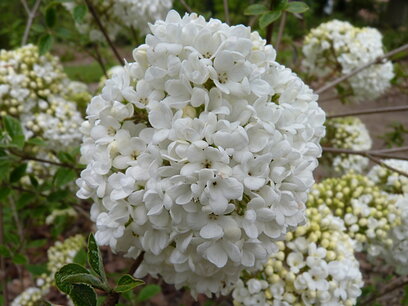 Viburnum Eskimo Halfstam 70/80 (stamhoogte) Viburnum Eskimo Halfstam 70/80 (stamhoogte)