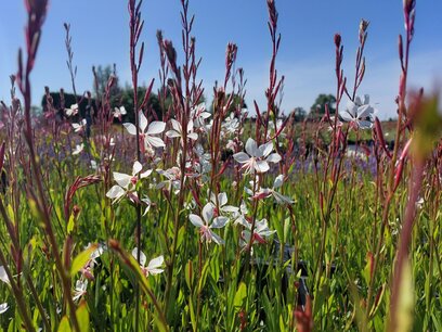 Gaura Lindheimeri 'whirling butterflies' Gaura Lindheimeri 'whirling butterflies'