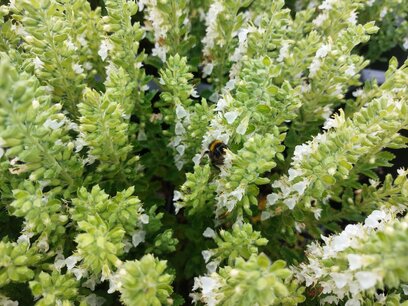 Teucrium chamaedrys 'Album' - Gamander Teucrium chamaedrys 'Album' - Gamander