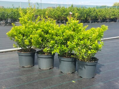 1 meter Ilex crenata Blondie® 20/30 cm = 4 stuks 1 meter Ilex crenata Blondie® 20/30 cm = 4 stuks