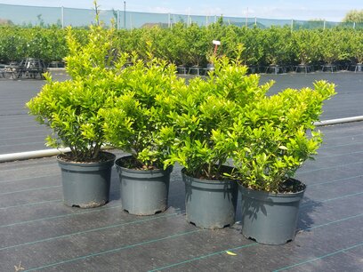 1 meter Ilex crenata Blondie® 30/40 cm = 4 stuks 1 meter Ilex crenata Blondie® 30/40 cm = 4 stuks