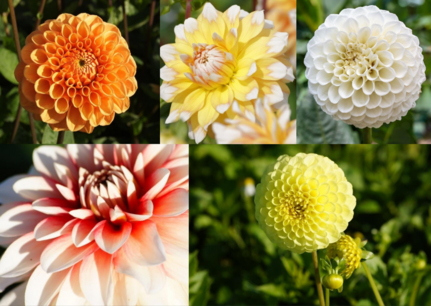 Dahlia knal-DEAL - 28 biologische bloembollen Dahlia knal-DEAL - 28 biologische bloembollen