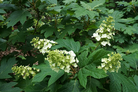 Hydrangea quercifolia ' Snow Queen'® - Eikenblad hortensia Hydrangea quercifolia ' Snow Queen'® - Eikenblad hortensia