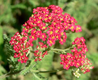 Achillea millefolium 'Paprika' - duizendblad Achillea millefolium 'Paprika' - duizendblad