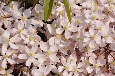 Clematis Armandii Apple Blossom 40-60 cm - Roze Clematis Armandii Apple Blossom 40-60 cm - Roze