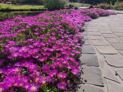 Delosperma cooperi - middagbloempje Delosperma cooperi - middagbloempje