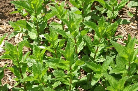 Groene munt - Mentha spicata - Bio vaste plant/kruidenplant Groene munt - Mentha spicata - Bio vaste plant/kruidenplant