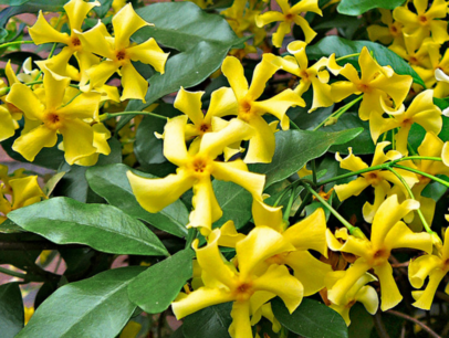 Toscaanse jasmijn 'Trachelospermum Star of Toscane' geel 80-100 cm Toscaanse jasmijn 'Trachelospermum Star of Toscane' geel 80-100 cm