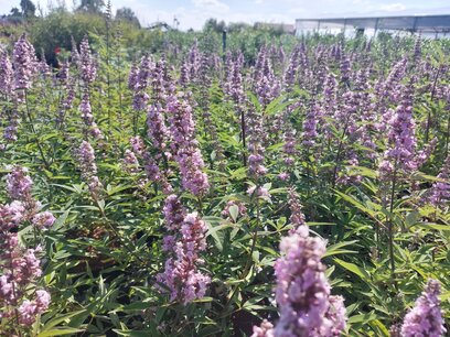 Vitex agnus-castus 'Pink Pinnacle' - Monnikspeper 30-50 cm Vitex agnus-castus 'Pink Pinnacle' - Monnikspeper 30-50 cm