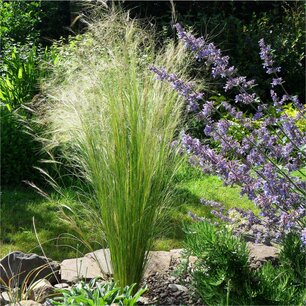 Stipa tenuifolia (tenuissima) 'Ponytails - vedergras Stipa tenuifolia (tenuissima) 'Ponytails - vedergras