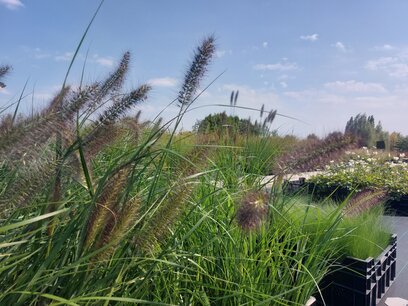 Pennisetum alopecuroides 'red head' C7.5 - lampenpoetsersgras Pennisetum alopecuroides 'red head' C7.5 - lampenpoetsersgras