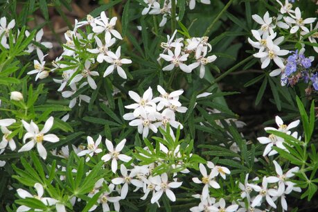 Choisya ternata 'White Dazzler' 40-50 cm Choisya ternata 'White Dazzler' 40-50 cm