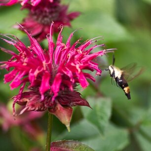 Bergamot - Monarda didyma - Bio vaste plant/kruidenplant Bergamot - Monarda didyma - Bio vaste plant/kruidenplant