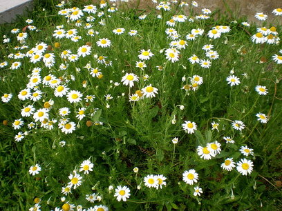 Chamaemelum nobile - Loopkamille/roomse kamille - Bio vaste plant Chamaemelum nobile - Loopkamille/roomse kamille - Bio vaste plant