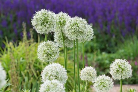 3 x Allium Mount Everest - biologische bloembol 3 x Allium Mount Everest - biologische bloembol