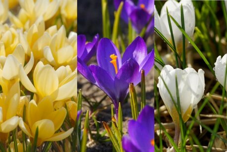 15 x Boerenkrokus Mix - biologische bloembollen 15 x Boerenkrokus Mix - biologische bloembollen