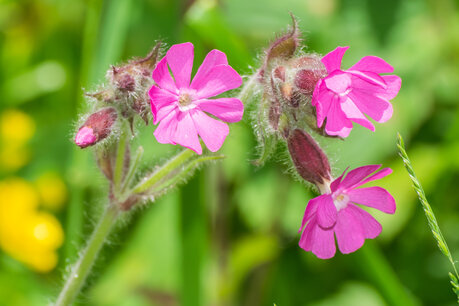 Dagkoekoeksbloem - Silene Dioica - Bio vaste plant Dagkoekoeksbloem - Silene Dioica - Bio vaste plant