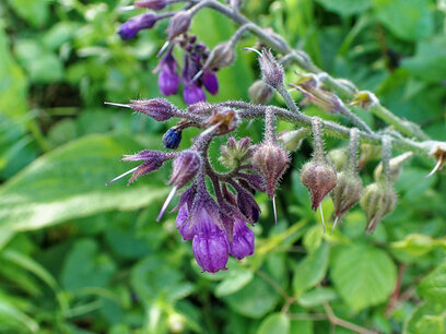 Smeerwortel - Symphytum Officinale - Bio vaste plant Smeerwortel - Symphytum Officinale - Bio vaste plant