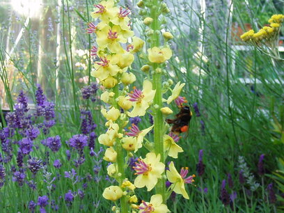 Zwarte toorts - Verbascum Nigrum - Bio vaste plant Zwarte toorts - Verbascum Nigrum - Bio vaste plant
