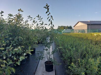 Amelanchier Lamarckii meerstammig 125-150 cm Amelanchier Lamarckii meerstammig 125-150 cm
