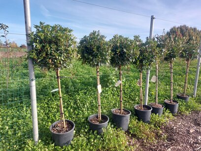 Viburnum tinus eve price Halfstam 80/90 (stamhoogte) Viburnum tinus eve price Halfstam 80/90 (stamhoogte)