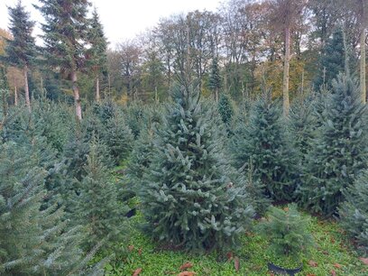 Picea Omorika kerstboom in pot gekweekt 225-250 cm Picea Omorika kerstboom in pot gekweekt 225-250 cm