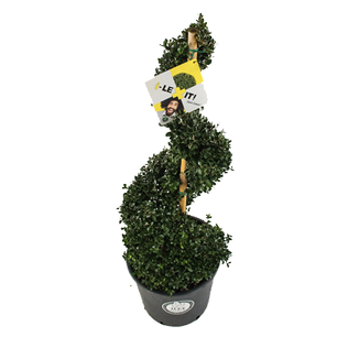Ilex crenata Dark green® spiraal 90-100 cm Ilex crenata Dark green® spiraal 90-100 cm