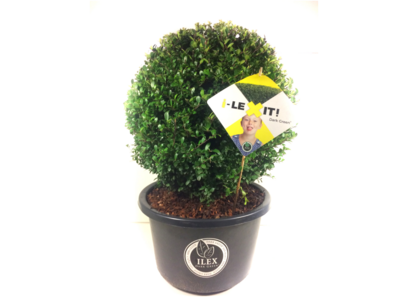 Ilex crenata Dark green® bolvorm 55/60 cm 'Japanse hulst' Ilex crenata Dark green® bolvorm 55/60 cm 'Japanse hulst'