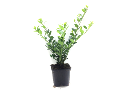 Ilex crenata green hedge 10-15 cm Ilex crenata green hedge 10-15 cm