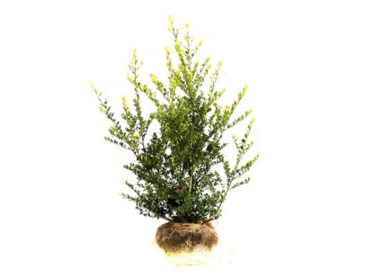 Ilex crenata green hedge in kluit 60-80 cm Ilex crenata green hedge in kluit 60-80 cm