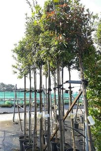 Quercus Ilex hoogstam 12/14 Quercus Ilex hoogstam 12/14