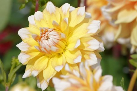 1 x Dahlia Seattle - biologische bloembol 1 x Dahlia Seattle - biologische bloembol