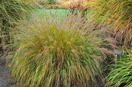 Pennisetum alopecuroides 'Hameln' - lampenpoetsersgras Pennisetum alopecuroides 'Hameln' - lampenpoetsersgras