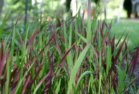Imperata Cylindrica 'Red Baron' - Japans bloedgras' Imperata Cylindrica 'Red Baron' - Japans bloedgras'