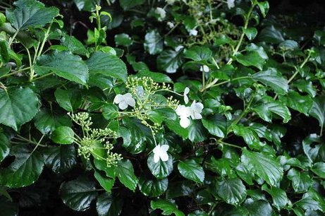 Hydrangea Anomala Petiolaris 'klimhortensia' 30-50 cm Hydrangea Anomala Petiolaris 'klimhortensia' 30-50 cm