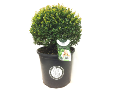 Ilex crenata blondie